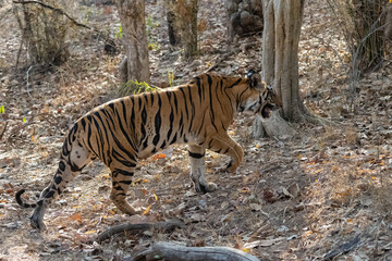 A wild tiger standing in the forest in India, Madhya Pradesh, close portrait 
