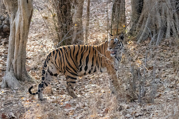 A wild tiger standing in the forest in India, Madhya Pradesh, close portrait 
