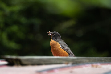 American robin perched on car with its beak full of worms on an overcast day with a blurry background