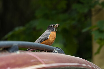 American robin perched on car with its beak full of worms on an overcast day with a blurry background