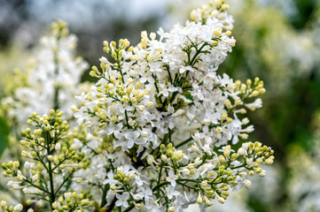branch with white lilac spring flowers, bright blooms of spring lilacs bush, soft focus, closeup