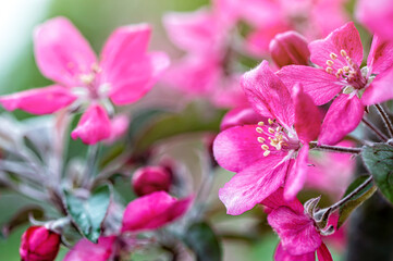 Fototapeta na wymiar tree blooms with pink petals in a garden, fruit tree blossom in springtime, soft focus, closeup