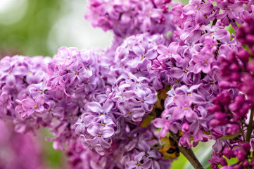 branch with lilac spring flowers, bright blooms of spring lilacs bush, soft focus, closeup