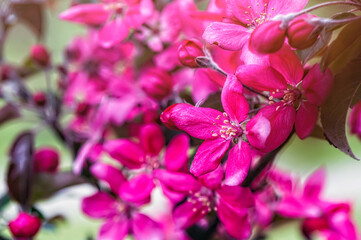 tree blooms with pink petals in a garden, fruit tree blossom in springtime, soft focus, closeup