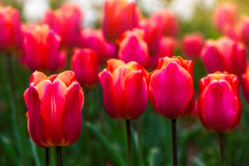 Close up of red tulips flowers with green leaves in the park outdoor, soft focus, bokeh