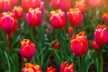 Close up of red tulips flowers with green leaves in the park outdoor, soft focus, bokeh