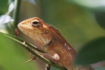 lizard on a branch