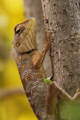 bearded dragon lizard