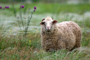 Sheep grazing in a field or steppe