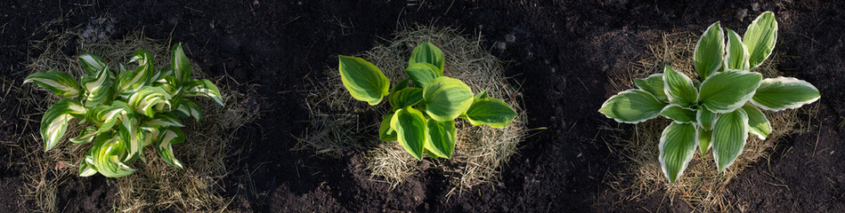 Three hostas of various varieties against the background of soil.