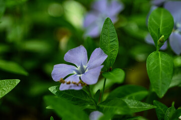 Obraz na płótnie Canvas Close-up photo of a purple Vinca. A genus of creeping shrubs or perennial herbs of the Kutrovye family.