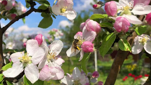a bee pollinates an apple tree in a spring garden