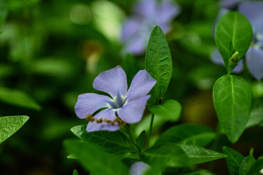 Close-up photo of a purple Vinca. A genus of creeping shrubs or perennial herbs of the Kutrovye family.
