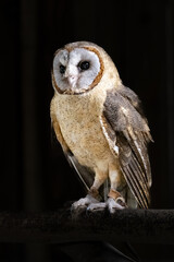 Ashy-Faced owl (Tyto glaucops) against a black background