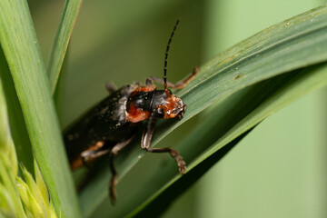 beautiful insect in spring on leaf in the grass