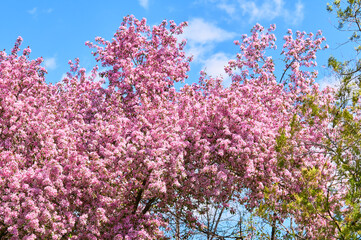 Blooming apple tree in the botanical garden. Pink flowers on tree branches. Walks in the open air. Spend time with family. Leisure. Natural landscape in May. - obrazy, fototapety, plakaty