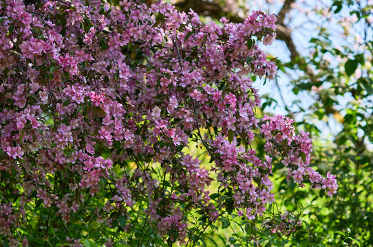 Blooming apple tree in the botanical garden. Pink flowers on tree branches. Walks in the open air. Spend time with family. Leisure. Natural landscape in May.