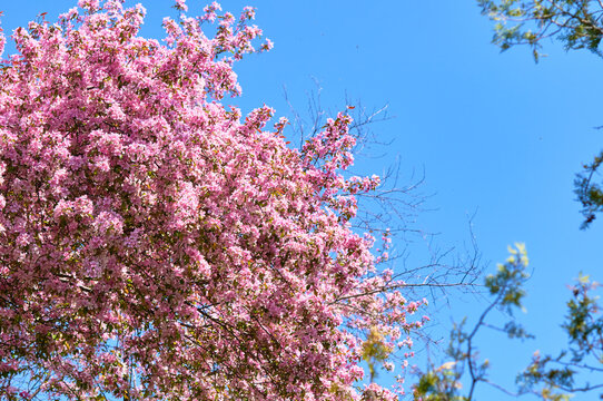 Blooming apple tree in the botanical garden. Pink flowers on tree branches. Walks in the open air. Spend time with family. Leisure. Natural landscape in May.