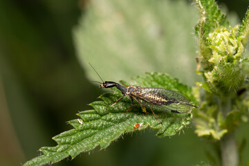 beautiful insect in spring on leaf in the grass