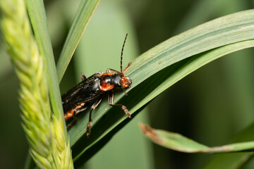 beautiful insect in spring on leaf in the grass