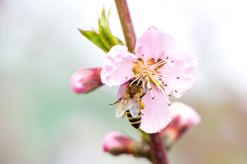 Spring. A honey bee sat on a pink apple flower on a branch, pollinates the blossoms and collects nectar