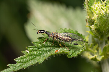 beautiful insect in spring on leaf in the grass