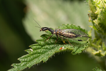 beautiful insect in spring on leaf in the grass