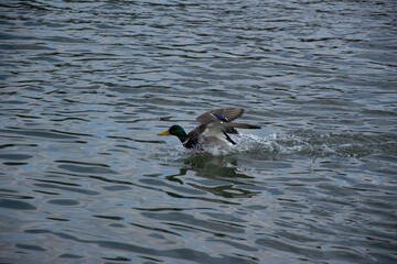 duck on the lake