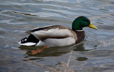 duck on the water