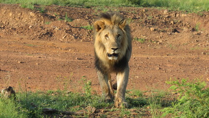 lion in the grass