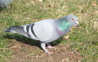 pigeon on the ground