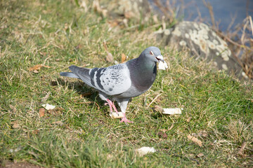 pigeon on the grass