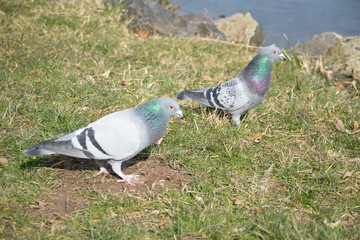 pigeon on the grass