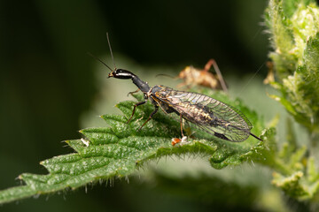 beautiful insect in spring on leaf in the grass