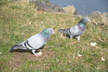 pigeons in the park
