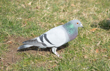 pigeon on the grass