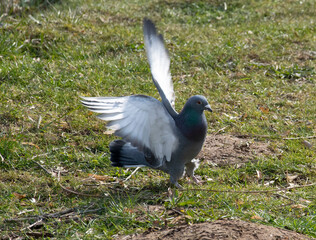 the bird