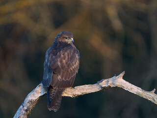 Common buzzard (Buteo buteo)