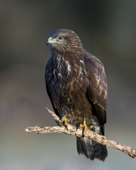 Common buzzard (Buteo buteo)