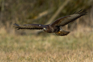 Common buzzard (Buteo buteo)