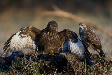 Common buzzard (Buteo buteo)