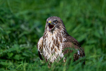 Common buzzard (Buteo buteo)
