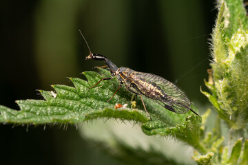 beautiful insect in spring on leaf in the grass