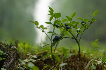 Blueberries. green Blueberry with ripe large juicy berries