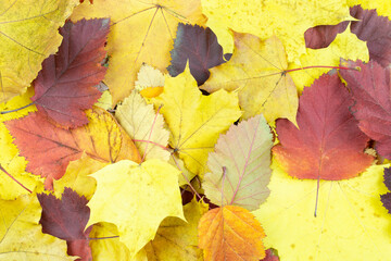 Naklejka na ściany i meble Autumn background. Bright yellow, red, orange, maroon leaves close-up. Space for text.