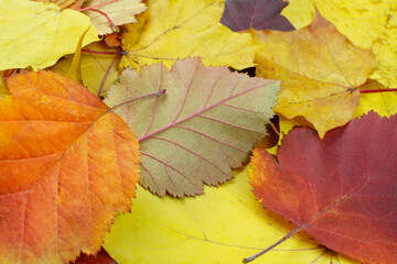Autumn background. Bright yellow, red, orange, maroon leaves close-up. Maple and hawthorn leaves. Space for text.
