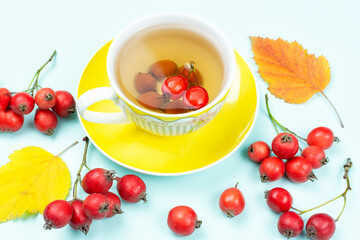 Yellow Cup of tea (decoction) of ripe red hawthorn berries, sprigs of hawthorn fruit and autumn leaves on a blue background. Traditional medicine.