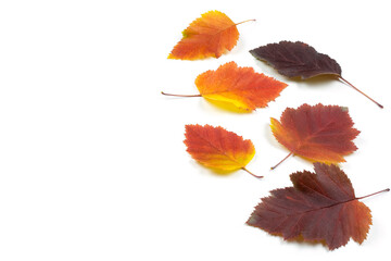 Autumn yellow, orange and maroon leaves on a white isolated background. Space for text. Copy paste.