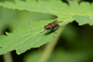 beautiful insect in spring on leaf in the grass