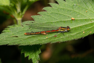 beautiful insect in spring on leaf in the grass